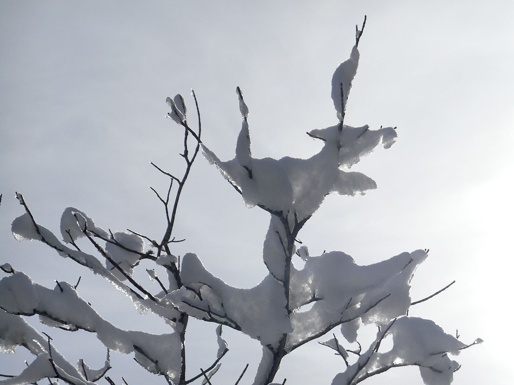 Branches with snow seen against the sky